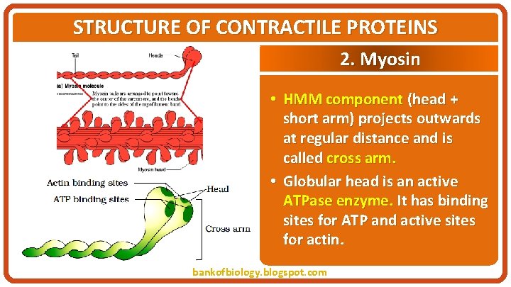 STRUCTURE OF CONTRACTILE PROTEINS 2. Myosin • HMM component (head + short arm) projects