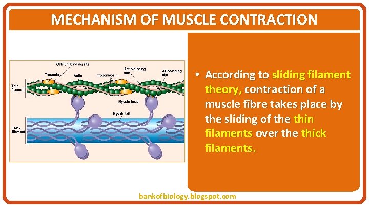 MECHANISM OF MUSCLE CONTRACTION • According to sliding filament theory, contraction of a muscle