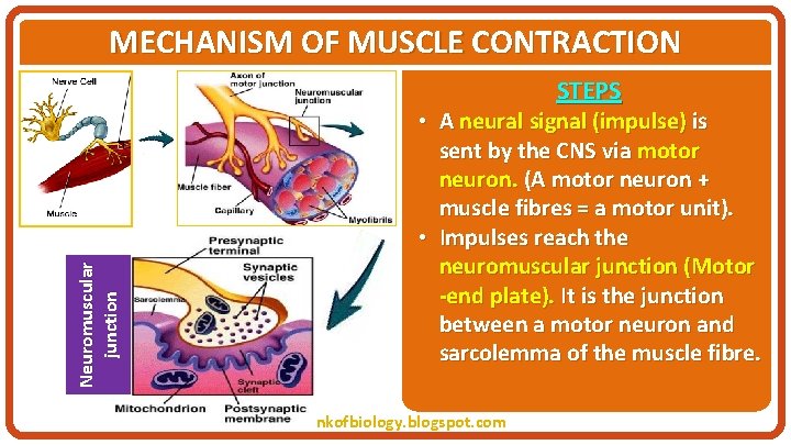 MECHANISM OF MUSCLE CONTRACTION Neuromuscular junction STEPS • A neural signal (impulse) is sent
