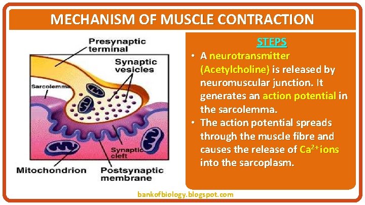 MECHANISM OF MUSCLE CONTRACTION STEPS • A neurotransmitter (Acetylcholine) is released by neuromuscular junction.