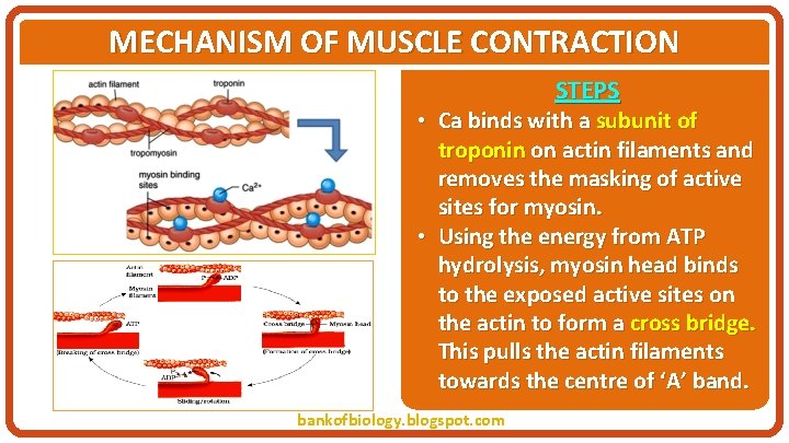 MECHANISM OF MUSCLE CONTRACTION STEPS • Ca binds with a subunit of troponin on