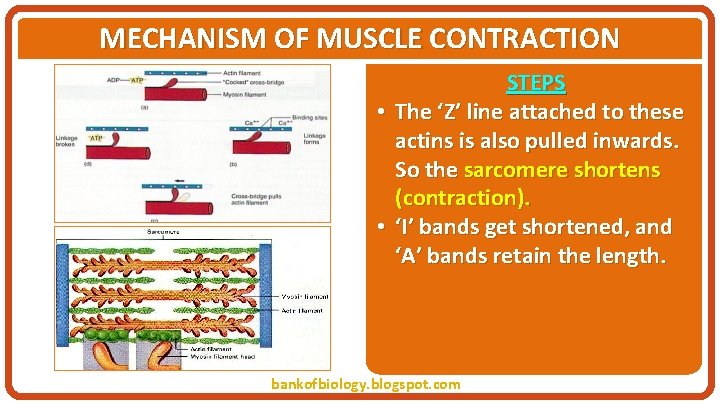 MECHANISM OF MUSCLE CONTRACTION STEPS • The ‘Z’ line attached to these actins is