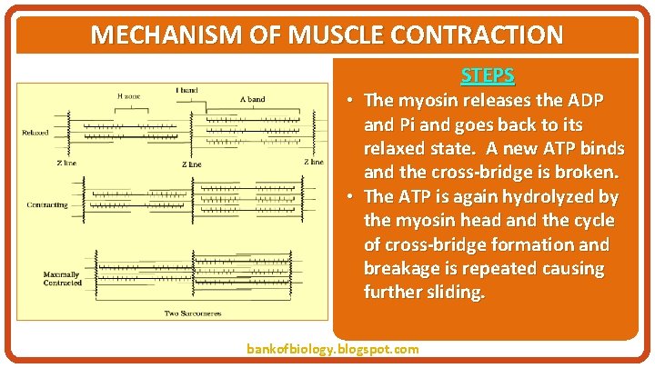 MECHANISM OF MUSCLE CONTRACTION STEPS • The myosin releases the ADP and Pi and
