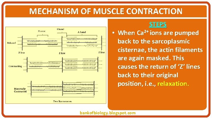 MECHANISM OF MUSCLE CONTRACTION STEPS • When Ca 2+ ions are pumped back to