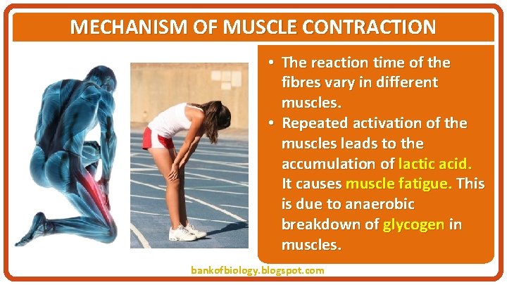 MECHANISM OF MUSCLE CONTRACTION • The reaction time of the fibres vary in different