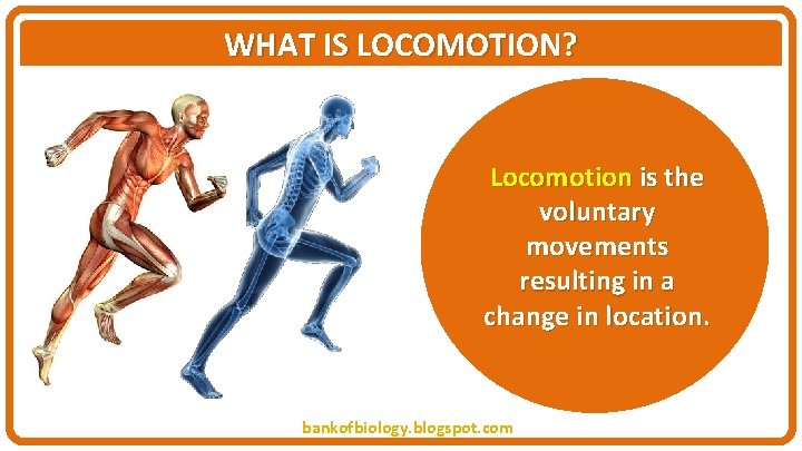 WHAT IS LOCOMOTION? Locomotion is the voluntary movements resulting in a change in location.