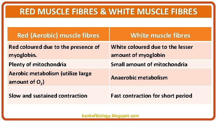 RED MUSCLE FIBRES & WHITE MUSCLE FIBRES Red (Aerobic) muscle fibres White muscle fibres
