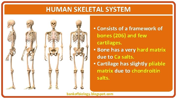 HUMAN SKELETAL SYSTEM • Consists of a framework of bones (206) and few cartilages.
