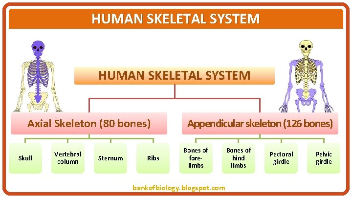 HUMAN SKELETAL SYSTEM Axial Skeleton (80 bones) Skull Vertebral column Sternum Ribs Appendicular skeleton