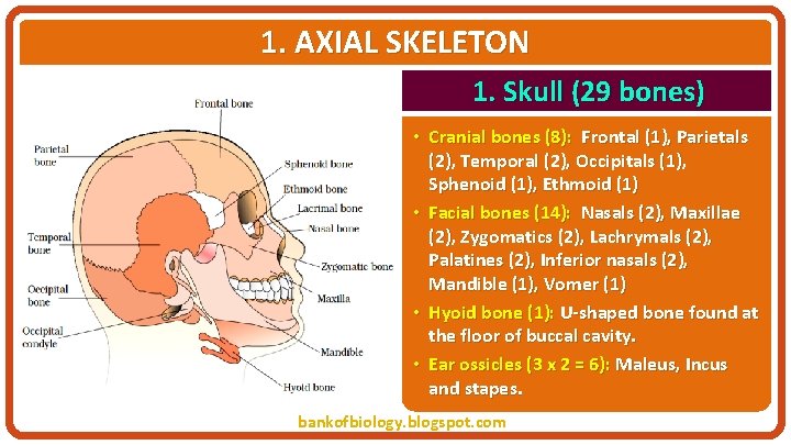 1. AXIAL SKELETON 1. Skull (29 bones) • Cranial bones (8): Frontal (1), Parietals