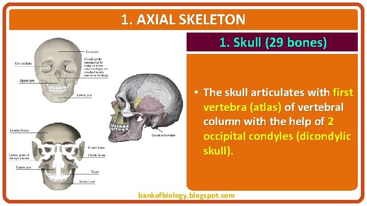1. AXIAL SKELETON 1. Skull (29 bones) • The skull articulates with first vertebra