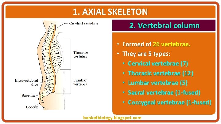 1. AXIAL SKELETON 2. Vertebral column • Formed of 26 vertebrae. • They are