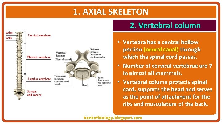 1. AXIAL SKELETON 2. Vertebral column • Vertebra has a central hollow portion (neural