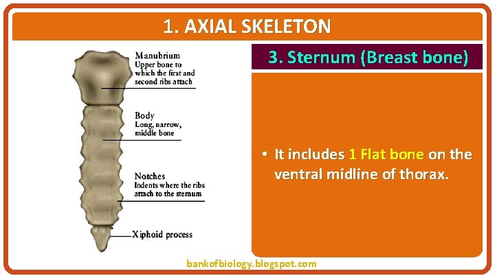 1. AXIAL SKELETON 3. Sternum (Breast bone) • It includes 1 Flat bone on