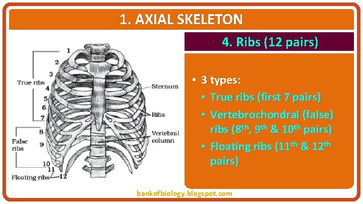 1. AXIAL SKELETON 4. Ribs (12 pairs) • 3 types: • True ribs (first