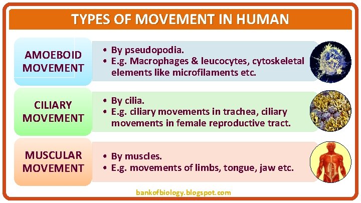 TYPES OF MOVEMENT IN HUMAN AMOEBOID MOVEMENT • By pseudopodia. • E. g. Macrophages