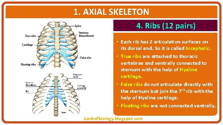 1. AXIAL SKELETON 4. Ribs (12 pairs) • Each rib has 2 articulation surfaces