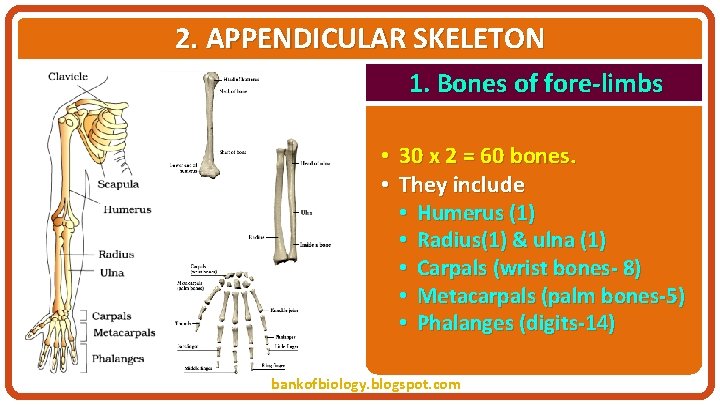 2. APPENDICULAR SKELETON 1. Bones of fore-limbs • • 30 x 2 = 60