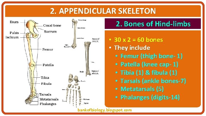 2. APPENDICULAR SKELETON 2. Bones of Hind-limbs • 30 x 2 = 60 bones