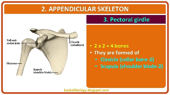 2. APPENDICULAR SKELETON 3. Pectoral girdle • 2 x 2 = 4 bones •