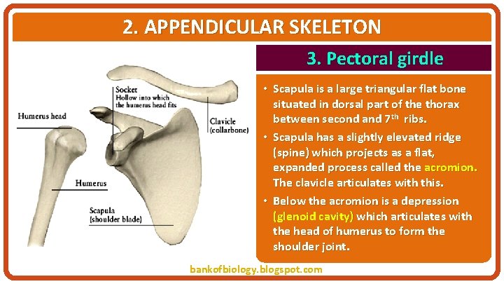 2. APPENDICULAR SKELETON 3. Pectoral girdle • Scapula is a large triangular flat bone