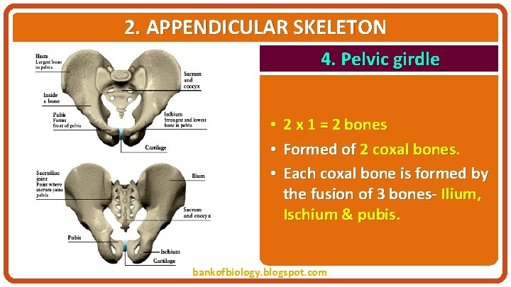 2. APPENDICULAR SKELETON 4. Pelvic girdle • • • 2 x 1 = 2