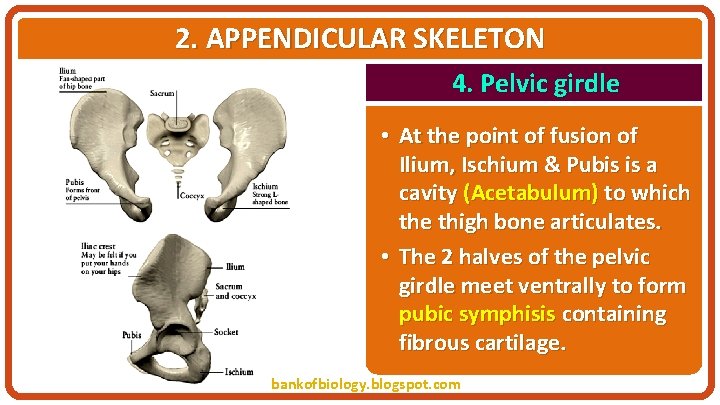 2. APPENDICULAR SKELETON 4. Pelvic girdle • At the point of fusion of Ilium,