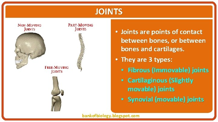 JOINTS • Joints are points of contact between bones, or between bones and cartilages.