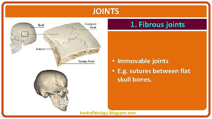 JOINTS 1. Fibrous joints • Immovable joints • E. g. sutures between flat skull