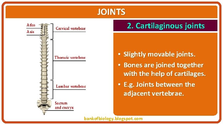 JOINTS 2. Cartilaginous joints • Slightly movable joints. • Bones are joined together with