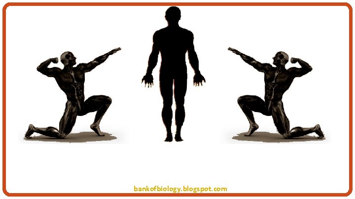 HUMAN MUSCULAR SYSTEM bankofbiology. blogspot. com 