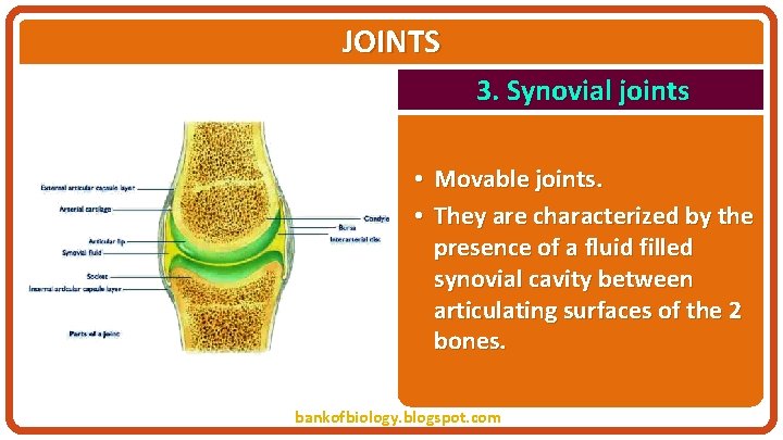JOINTS 3. Synovial joints • Movable joints. • They are characterized by the presence
