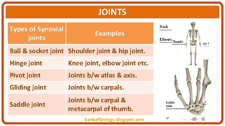 JOINTS Types of Synovial joints Examples Ball & socket joint Shoulder joint & hip
