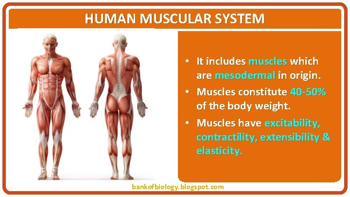 HUMAN MUSCULAR SYSTEM • It includes muscles which are mesodermal in origin. • Muscles