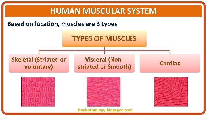 HUMAN MUSCULAR SYSTEM Based on location, muscles are 3 types TYPES OF MUSCLES Skeletal