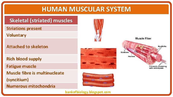 HUMAN MUSCULAR SYSTEM Skeletal (striated) muscles Striations present Voluntary Attached to skeleton Rich blood
