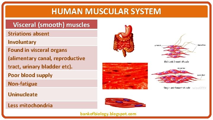 HUMAN MUSCULAR SYSTEM Visceral (smooth) muscles Striations absent Involuntary Found in visceral organs (alimentary