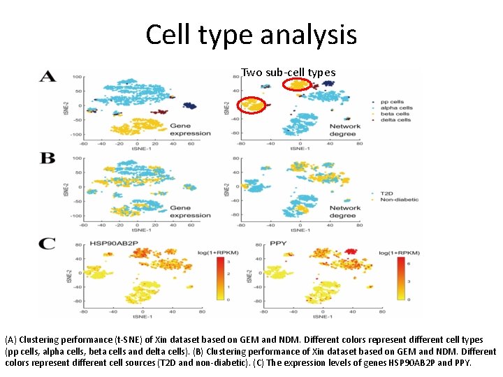 Cell type analysis Two sub-cell types (A) Clustering performance (t-SNE) of Xin dataset based
