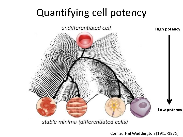 Quantifying cell potency High potency Low potency Conrad Hal Waddington (1905 -1975) 