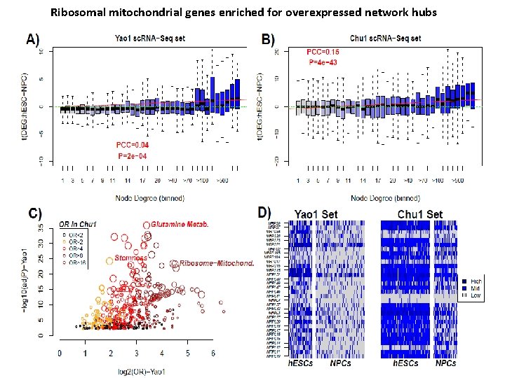 Ribosomal mitochondrial genes enriched for overexpressed network hubs 