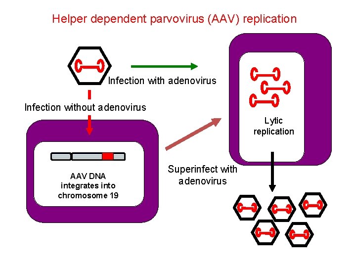 Helper dependent parvovirus (AAV) replication Infection with adenovirus Infection without adenovirus Lytic replication AAV