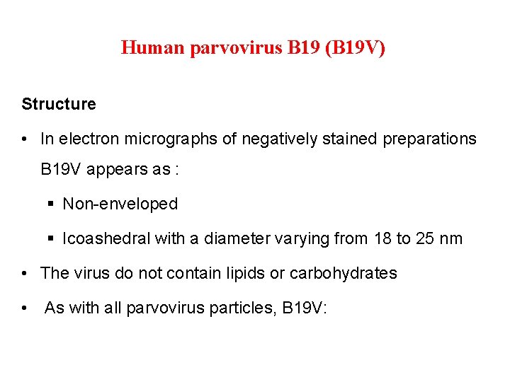 Human parvovirus B 19 (B 19 V) Structure • In electron micrographs of negatively
