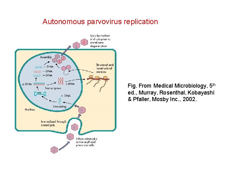Autonomous parvovirus replication Fig. From Medical Microbiology, 5 th ed. , Murray, Rosenthal, Kobayashi