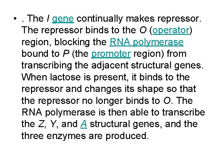  • . The I gene continually makes repressor. The repressor binds to the