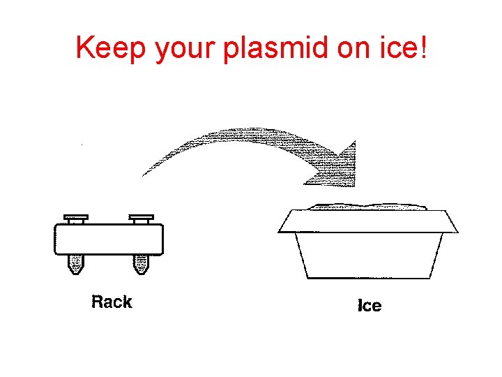 Keep your plasmid on ice! 