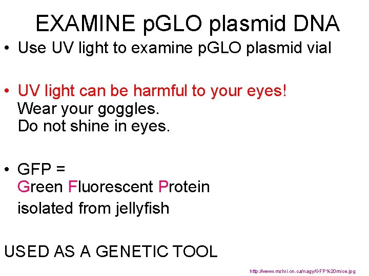 EXAMINE p. GLO plasmid DNA • Use UV light to examine p. GLO plasmid