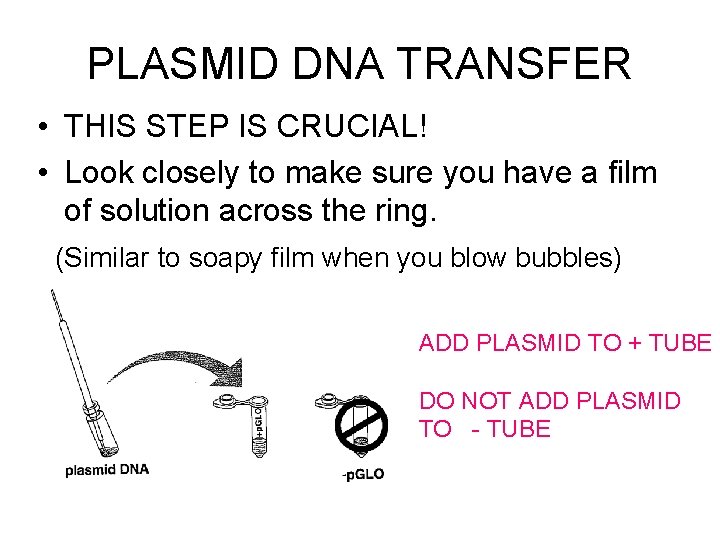 PLASMID DNA TRANSFER • THIS STEP IS CRUCIAL! • Look closely to make sure