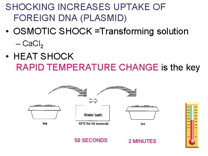 SHOCKING INCREASES UPTAKE OF FOREIGN DNA (PLASMID) • OSMOTIC SHOCK =Transforming solution – Ca.