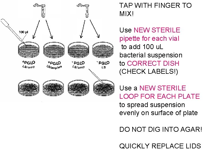 TAP WITH FINGER TO MIX! Use NEW STERILE pipette for each vial to add