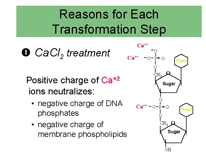 Reasons for Each Transformation Step Ca. Cl 2 treatment Ca++ O O P O